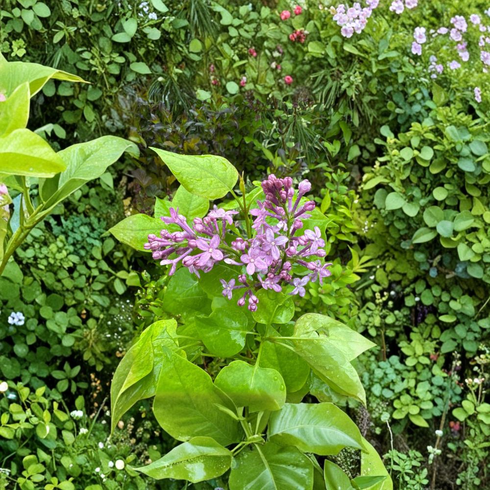 Syringa vulgaris 'Prairie Petite' – Dwarf French Lilac Live Plant | 1 Gallon Pot | Fragrant Purple Blooms | Compact Flowering Shrub | Pollinator Friendly