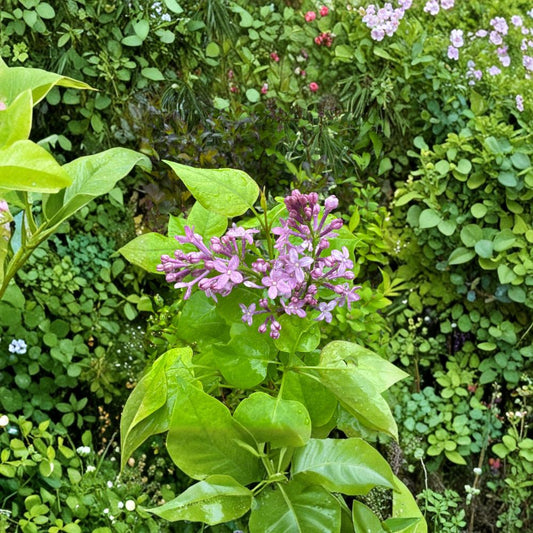 Syringa vulgaris 'Prairie Petite' – Dwarf French Lilac Live Plant | 1 Gallon Pot | Fragrant Purple Blooms | Compact Flowering Shrub | Pollinator Friendly