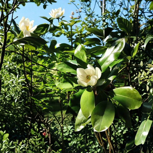 Moonglow Magnolia Live Plant – Evergreen Magnolia Tree | 1 Gallon Pot | Fragrant Creamy White Flowers | Glossy Green Foliage | Landscape Specimen Tree | USDA Zones 6–9