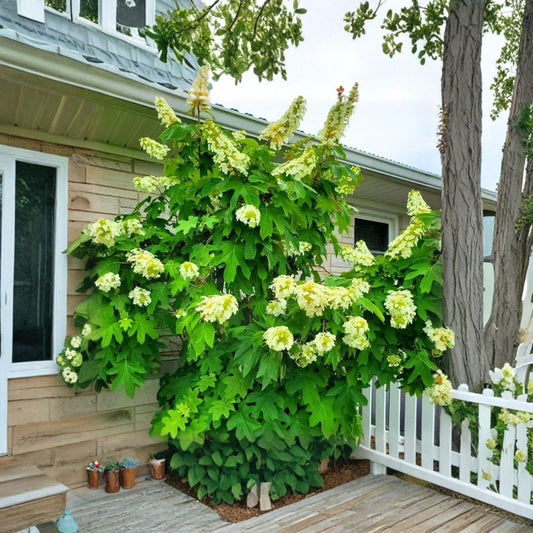 White Pink Oakleaf Hydrangea Live Plant – 5–10 Inch Tall | 4 Inch Pot | White to Pink Summer Blooms | Cold Hardy Flowering Shrub | Zones 3–8