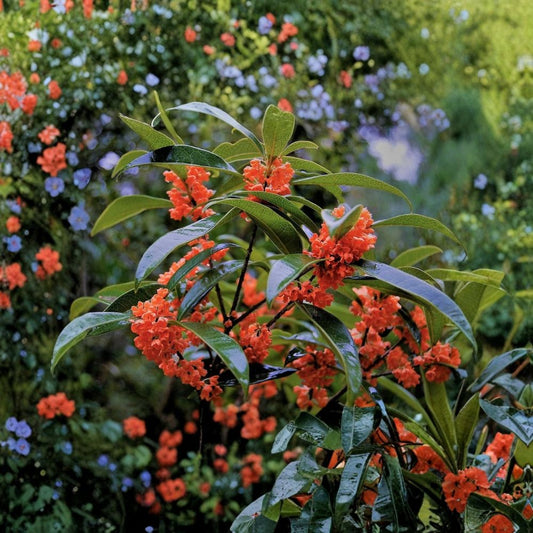 Red Flowering Fragrant Tea Olive – Osmanthus fragrans aurantiacus ‘Beni Kin Mokusei’ | Live Plant | Trade Gallon Pot | Rare Fragrant Shrub | Orange-Red Flowers