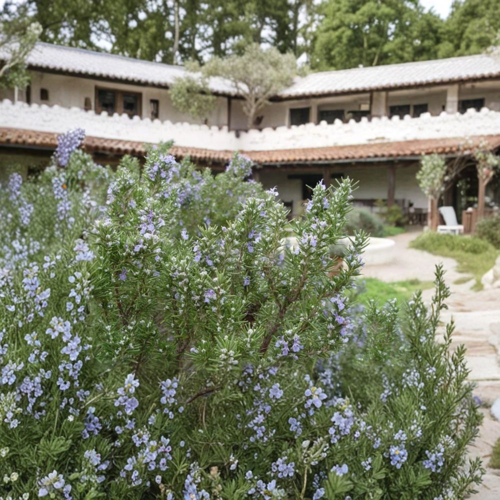 Rosemary Live Plant | Salvia rosmarinus | 4 Inch Pot | Aromatic Culinary Herb | Indoor & Outdoor Friendly