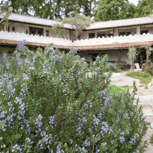 Rosemary Live Plant | Salvia rosmarinus | 4 Inch Pot | Aromatic Culinary Herb | Indoor & Outdoor Friendly