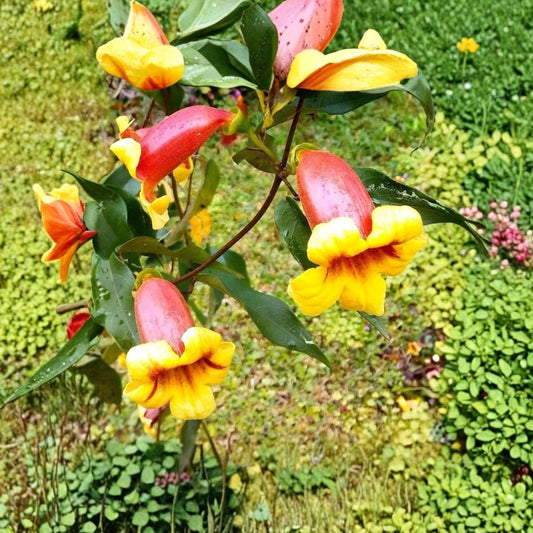 LIVE Tangerine Beauty Cross Vine – Bignonia capreolata | Yellow Orange Red Trumpet Flowers | Fragrant Climbing Vine | Hummingbird & Butterfly Plant