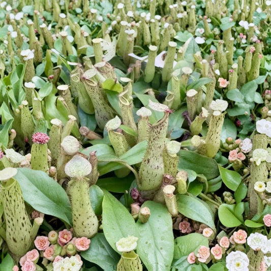 Nepenthes × Dyeriana Live Tropical Pitcher Plant | 2 Inch Nursery Pot | Rare Carnivorous Hybrid | Fully Rooted | Easy to Grow