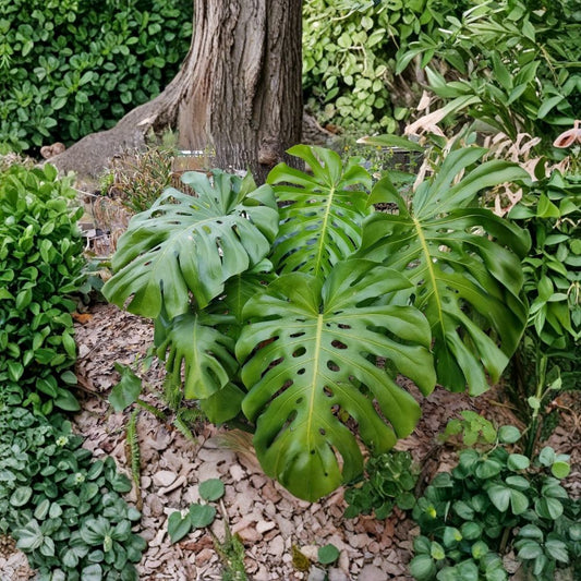 Monstera Deliciosa Live Plant – 2–4 Inch Starter | Swiss Cheese Plant | Tropical Indoor Houseplant | Young Monstera | No Pot