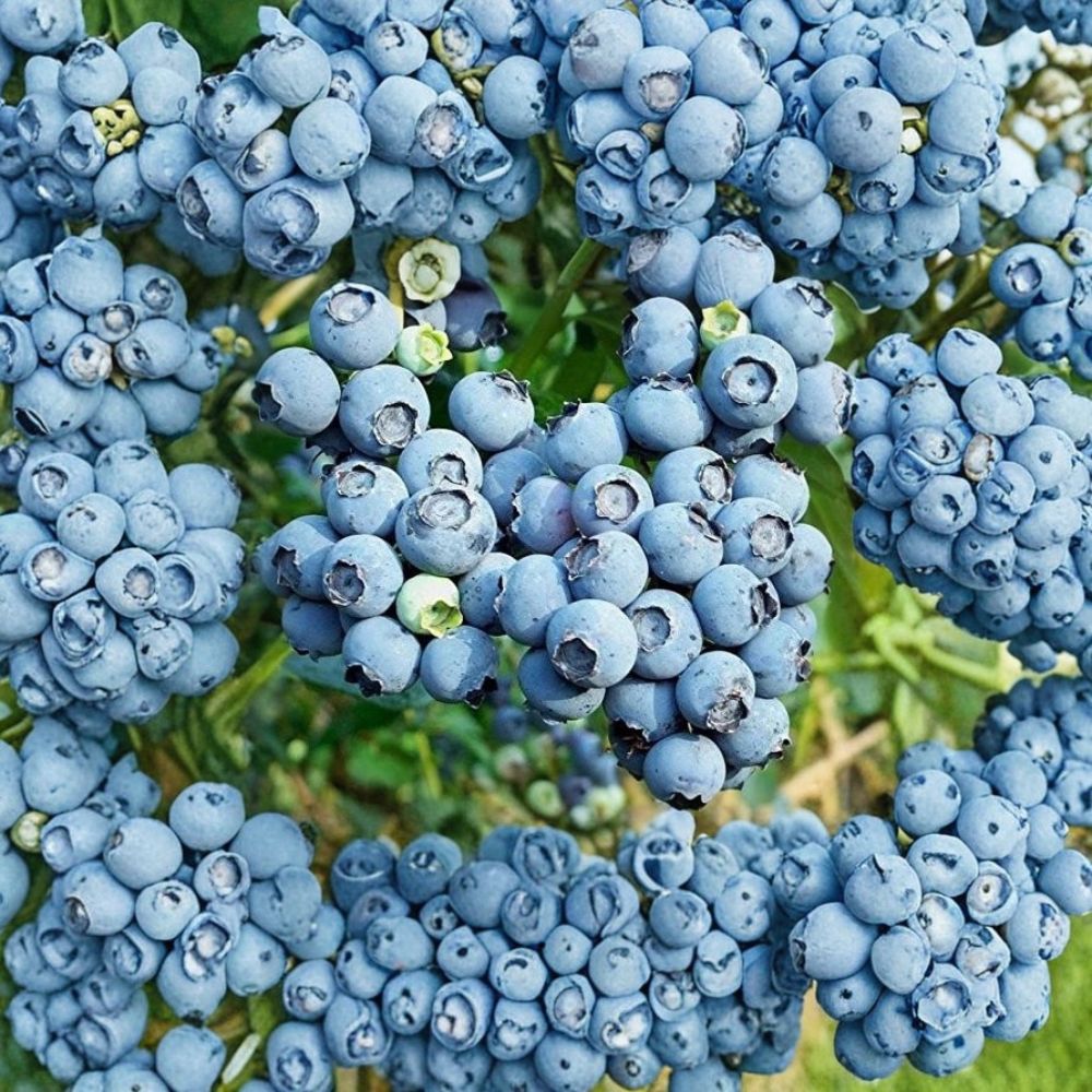 Premier Rabbiteye Blueberry – Vaccinium ashei Live Starter Plant | Ships Without Pot | Self-Pollinating Blueberry Bush | Edible Fruit Plant