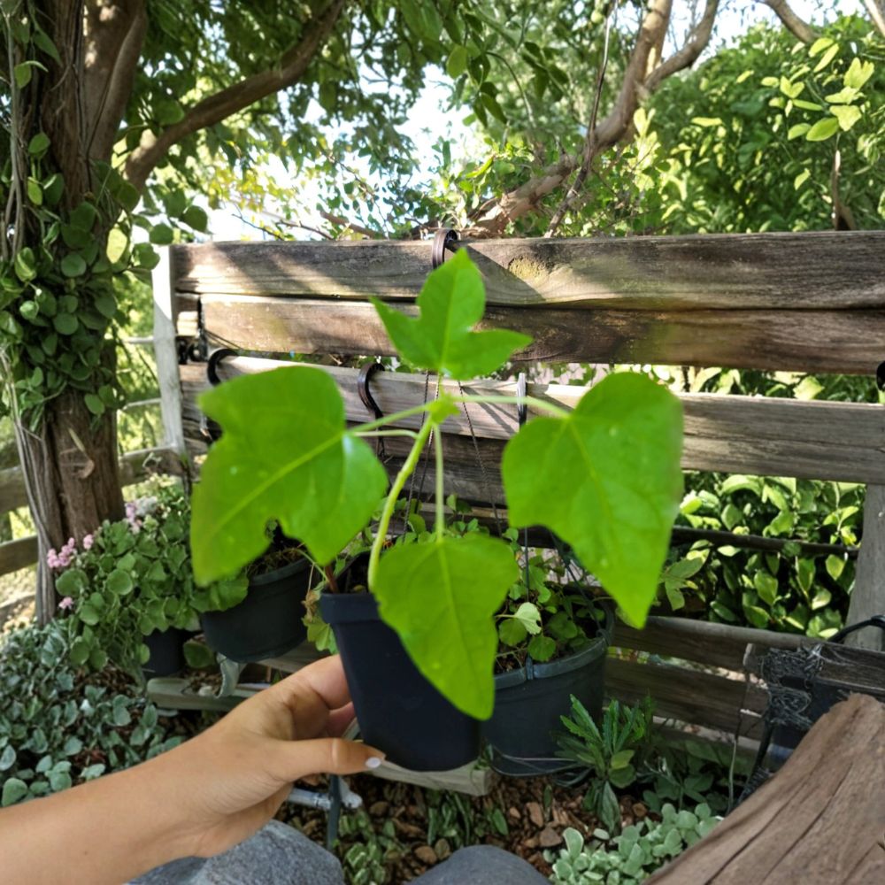 Papaya Plant – Carica papaya Live Plant | 6–9 Inches Tall | Includes Nursery Pot | Tropical Fruit Tree Starter | Patio & Backyard Friendly | Easy to Grow