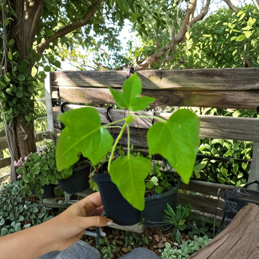 Papaya Plant – Carica papaya Live Plant | 6–9 Inches Tall | Includes Nursery Pot | Tropical Fruit Tree Starter | Patio & Backyard Friendly | Easy to Grow