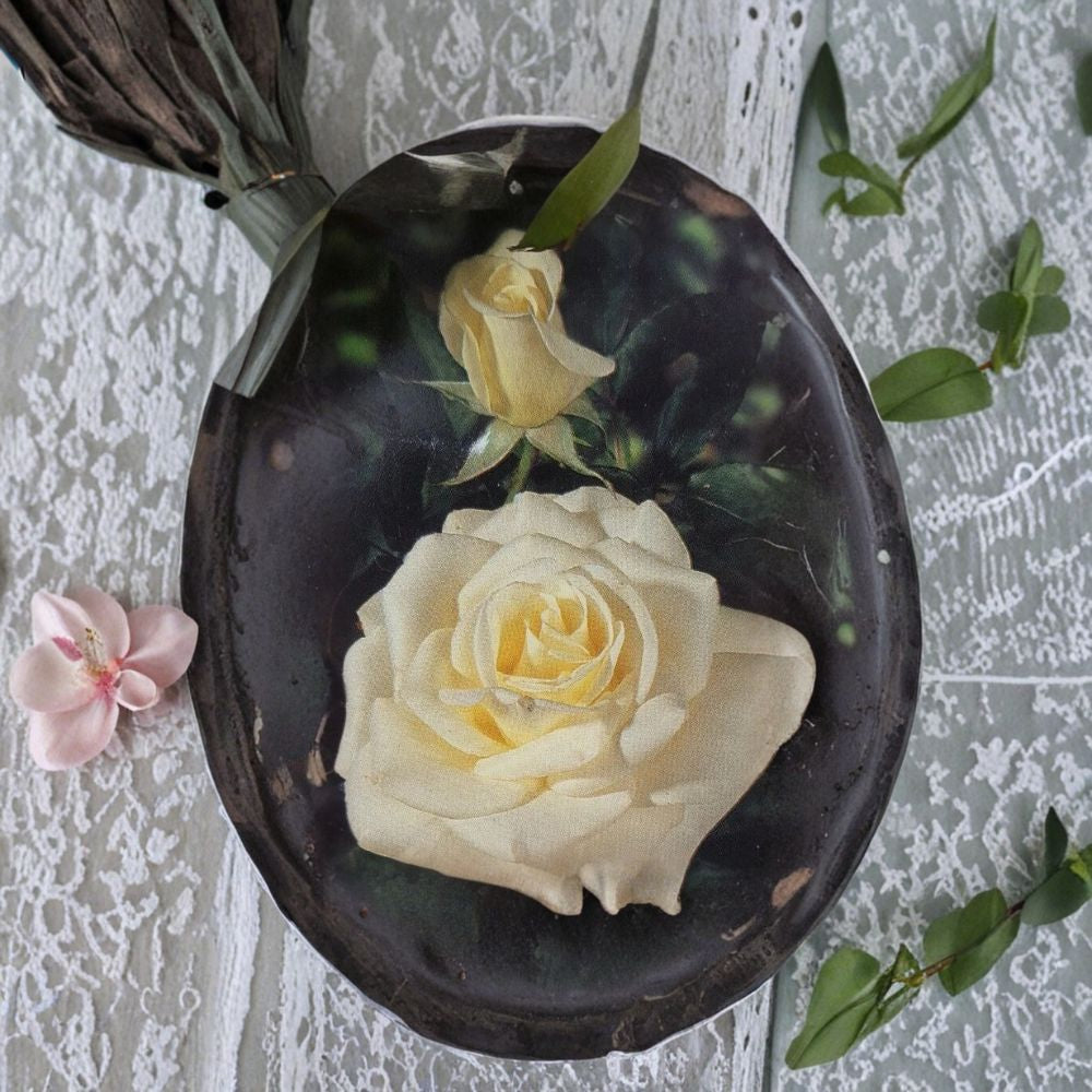 John F. Kennedy Hybrid Tea Rose – Pure White Live Bush Plant | 5 Gallon Size | Includes Root Ball Wrapping | Elegant Garden Rose | Easy to Grow