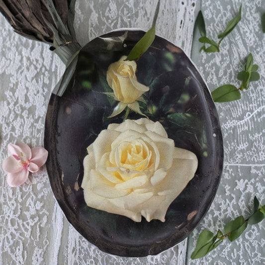 John F. Kennedy Hybrid Tea Rose – Pure White Live Bush Plant | 5 Gallon Size | Includes Root Ball Wrapping | Elegant Garden Rose | Easy to Grow
