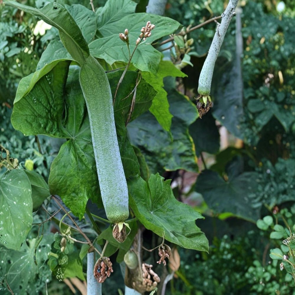 Luffa Plant – 2 Live Plants in 4 Inch Pot | Natural Sponge Gourd | Fast Growing Vine | Edible Vegetable | Organic Garden Plant