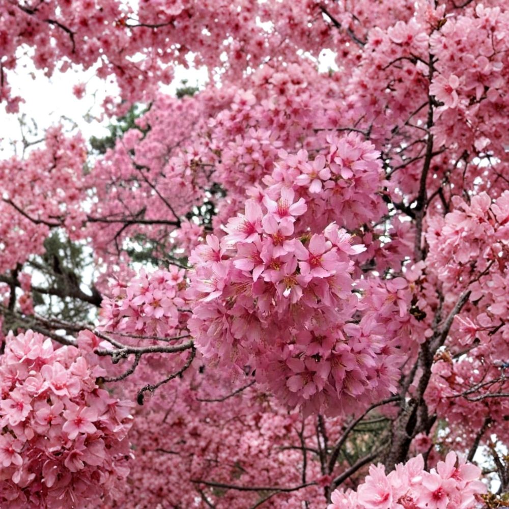 Okame Flowering Cherry Live Plant – Prunus ‘Okame’ | 6–12 Inches Tall | 2.5 Inch Pot | Pink Spring Blooms | Ornamental Cherry Tree | Zones 6–9