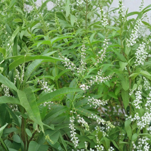Lemon Verbena Live Plant – 4" Starter | Aloysia citrodora | Aromatic Culinary Herb | Lemon-Scented Leaves | Tea & Herb Garden Plant | Ships Without Pot