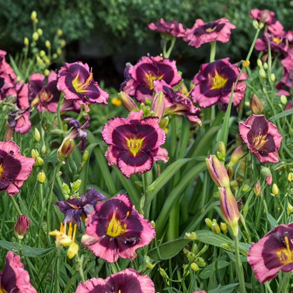 Hemerocallis 'Storm Shelter' Daylily – 3 Bare Root Plants | Grade #1 Roots | Mauve Flowers with Purple Eye | Tetraploid Perennial | Hardy Garden Favorite