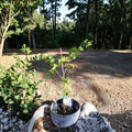 Bronze Tara Muscadine Grape Vine – 1 Gallon Live Plant | Self-Fertile Bronze Grapes | Sweet Fruit Vine | Vineyard & Backyard Garden Favorite | Includes Rooted Live Plant