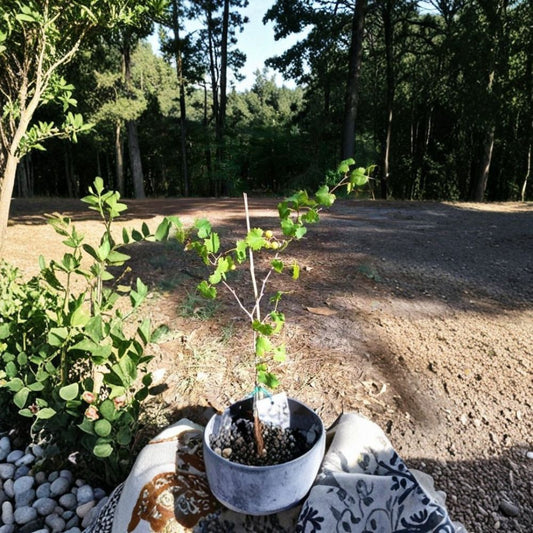 Bronze Tara Muscadine Grape Vine – 1 Gallon Live Plant | Self-Fertile Bronze Grapes | Sweet Fruit Vine | Vineyard & Backyard Garden Favorite | Includes Rooted Live Plant