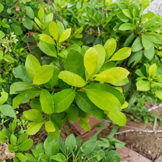 Yerba Mate Live Plants – Ilex paraguariensis | 4–6 Inches Tall | Set of 2 Rooted Plants | Ships Without Pot | Tropical Evergreen Herbal Tea Plant