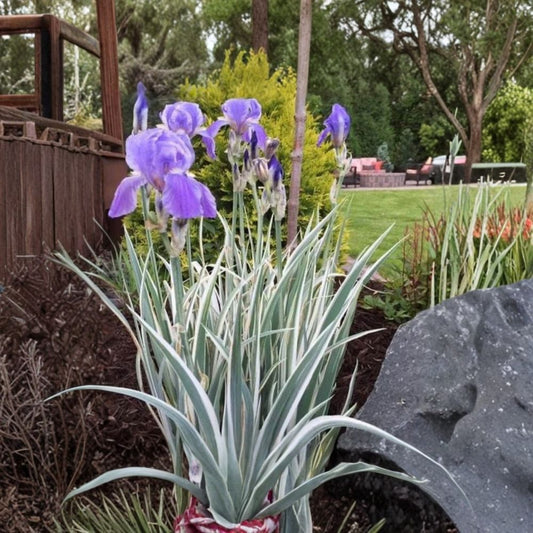 Variegated Iris – Light Purple Live Rhizome | 1 Bare Root Plant | Variegated Iris Perennial | Easy to Grow