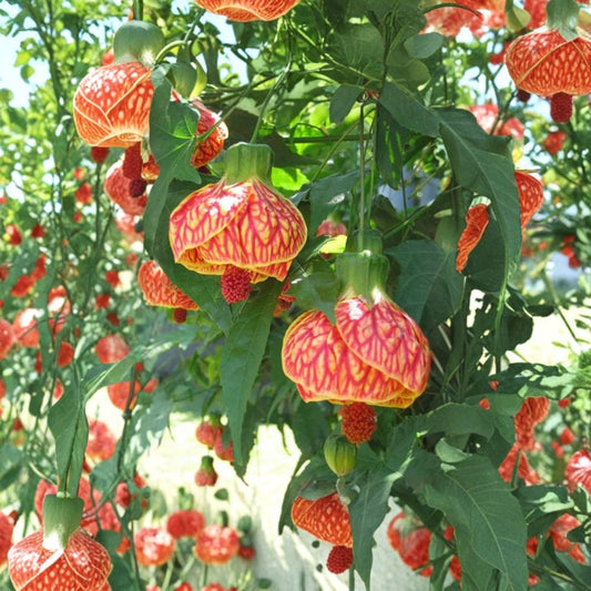 Abutilon ‘Orange Tiger’ Live Plant – 4–6 Inch Tropical Flowering Houseplant | Bell Hibiscus | Lantern Plant | Rooted Plant | Ships Without Pot