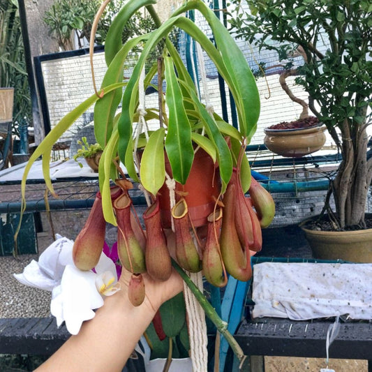 Nepenthes Ventricosa Live Pitcher Plant | 3 Inch Nursery Pot | Tropical Carnivorous Plant | Monkey Cup Plant | Easy to Grow