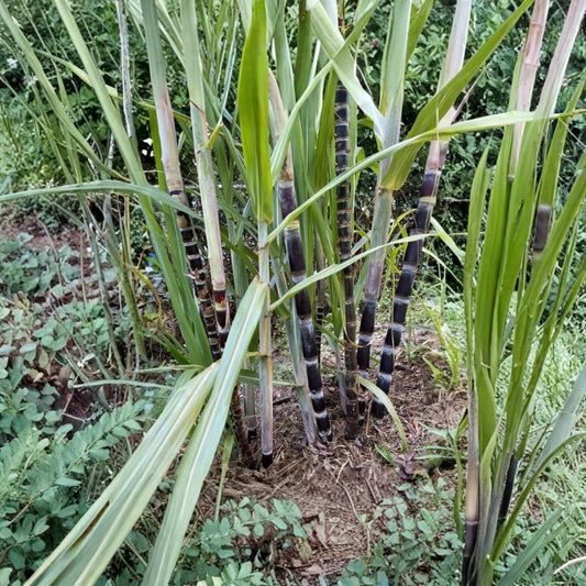 Purple Sugarcane Live Plant – 2 Plants in 6 Inch Pot | 4–6 Inch Tall | Saccharum officinarum | Edible Tropical Grass | Sweet Cane