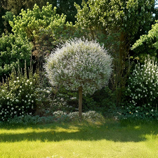Dappled Willow ‘Hakuro Nishiki’ Live Plant – Salix integra | Rooted Cutting | 6 Inch Plant in 9 oz Cup | Pink White Variegated Foliage | Zones 4–9