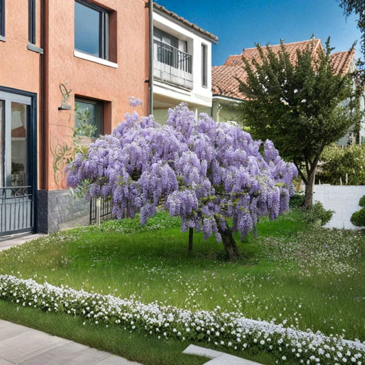 Purple Wisteria Live Plant – 2.5" Pot | 6–12" Tall | Fragrant Purple Flowering Vine | Wisteria Garden Plant | Trellis & Pergola Vine | Zones 4–9