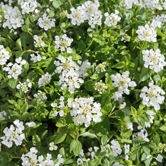 Lantana Trailing White – Live Lantana Plant | White Butterfly Flowers | 4 Inch Nursery Size | Drought Tolerant Flowering Groundcover | Pollinator Garden