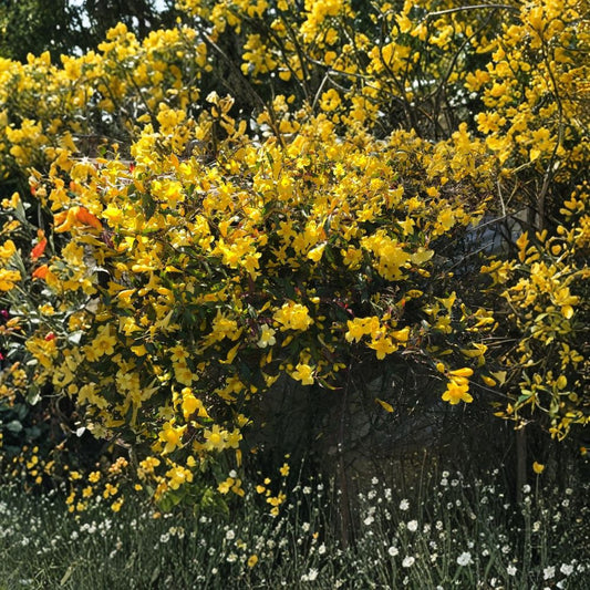 Yellow Carolina Jasmine Live Plants – 6 Rooted Starters | 8–10 Inch Vines | Gelsemium sempervirens | Climbing Flowering Vine | Garden Trellis Plant