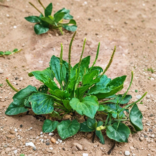 2 Broadleaf Plantain Live Plants – Plantago major | 4-Inch Pot | Llanten Herb | Traditional Herbal Garden Plant | Hardy Perennial | Edible & Medicinal Herb