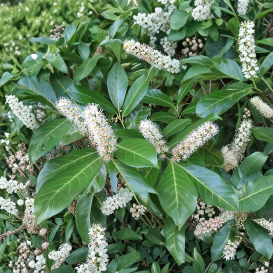 Live Cherry Laurel Plant | 4 Inch Pot | Evergreen Shrub | Privacy Hedge & Landscape Plant | Garden Friendly