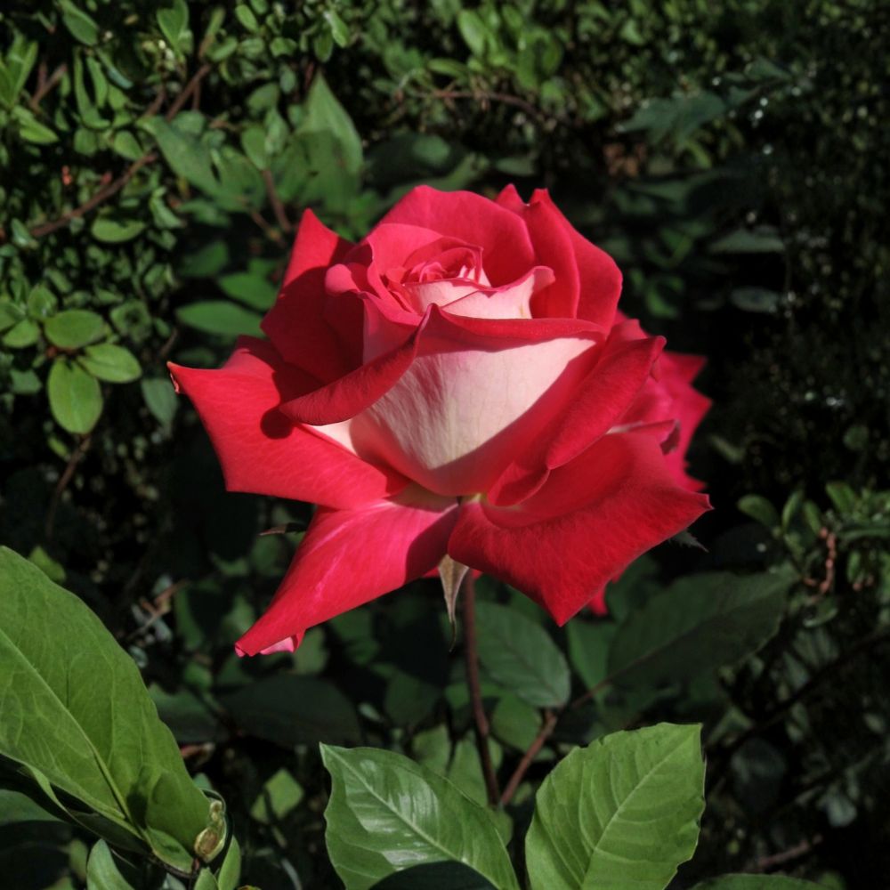 Love Rose – Rosa Grandiflora Live Plant | 2 Gallon Size | Includes Healthy Root System | Garden & Landscape Friendly | Ruby Red & White Fragrant Blooms