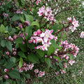 Deutzia crenata ‘Nikko Blush’ – Nikko Blush Deutzia Live Plant | 12 Inches Tall | Includes 1 Gallon Pot | Soft Pink Spring Blooms | Compact Landscape Shrub