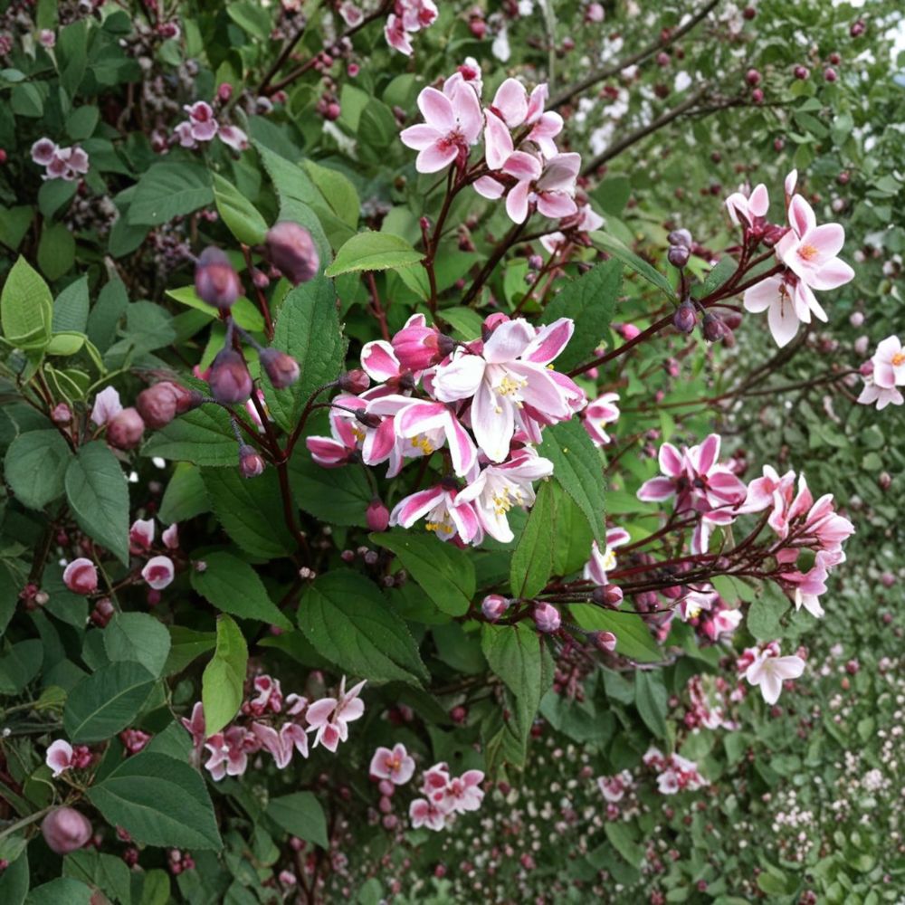 Deutzia crenata ‘Nikko Blush’ – Nikko Blush Deutzia Live Plant | 12 Inches Tall | Includes 1 Gallon Pot | Soft Pink Spring Blooms | Compact Landscape Shrub