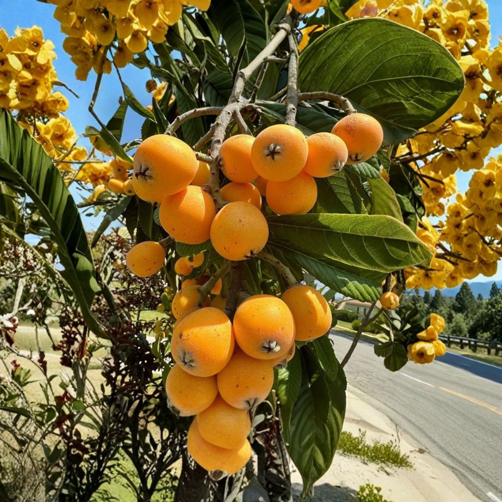 Seedling Loquat Tree – Eriobotrya japonica Live Plant | 2 Feet Tall | Includes 3 Gallon Pot | Evergreen Fruit Tree | Backyard & Patio Friendly | Easy to Grow
