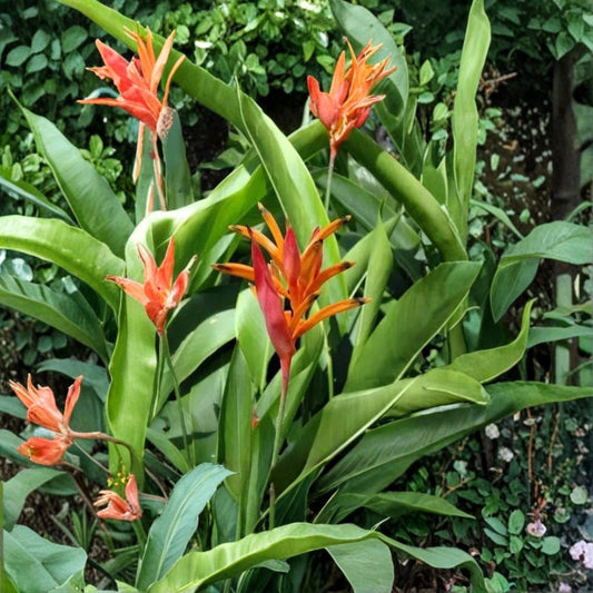 Parrot's Beak Heliconia Live Plant – Orange | Heliconia psittacorum | Potted Starter Plant | Tropical Flowering Plant | Easy Care