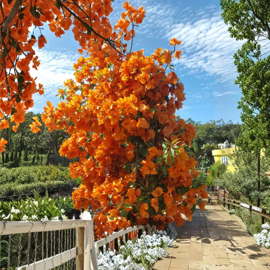 Fire Opal Bougainvillea Live Plants – 2 Starter Plants | 3–6 Inches Tall | Red-Orange Blooms | Tropical Flowering Vine | No Pot