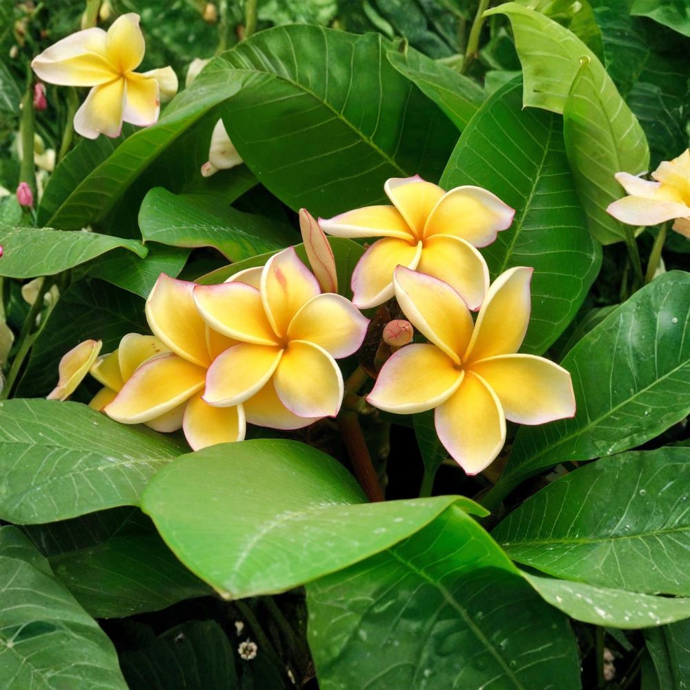 Yellow Plumeria Live Cutting | Hawaiian Frangipani | Tropical Flowering Plant | Indoor & Outdoor Friendly | Easy to Root