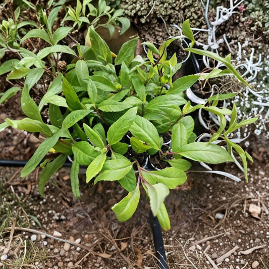 Longevity Spinach Live Plant – Gynura procumbens | 1 Starter Plant | Edible Leaf Vegetable | Food Forest Garden Plant | Tropical Perennial