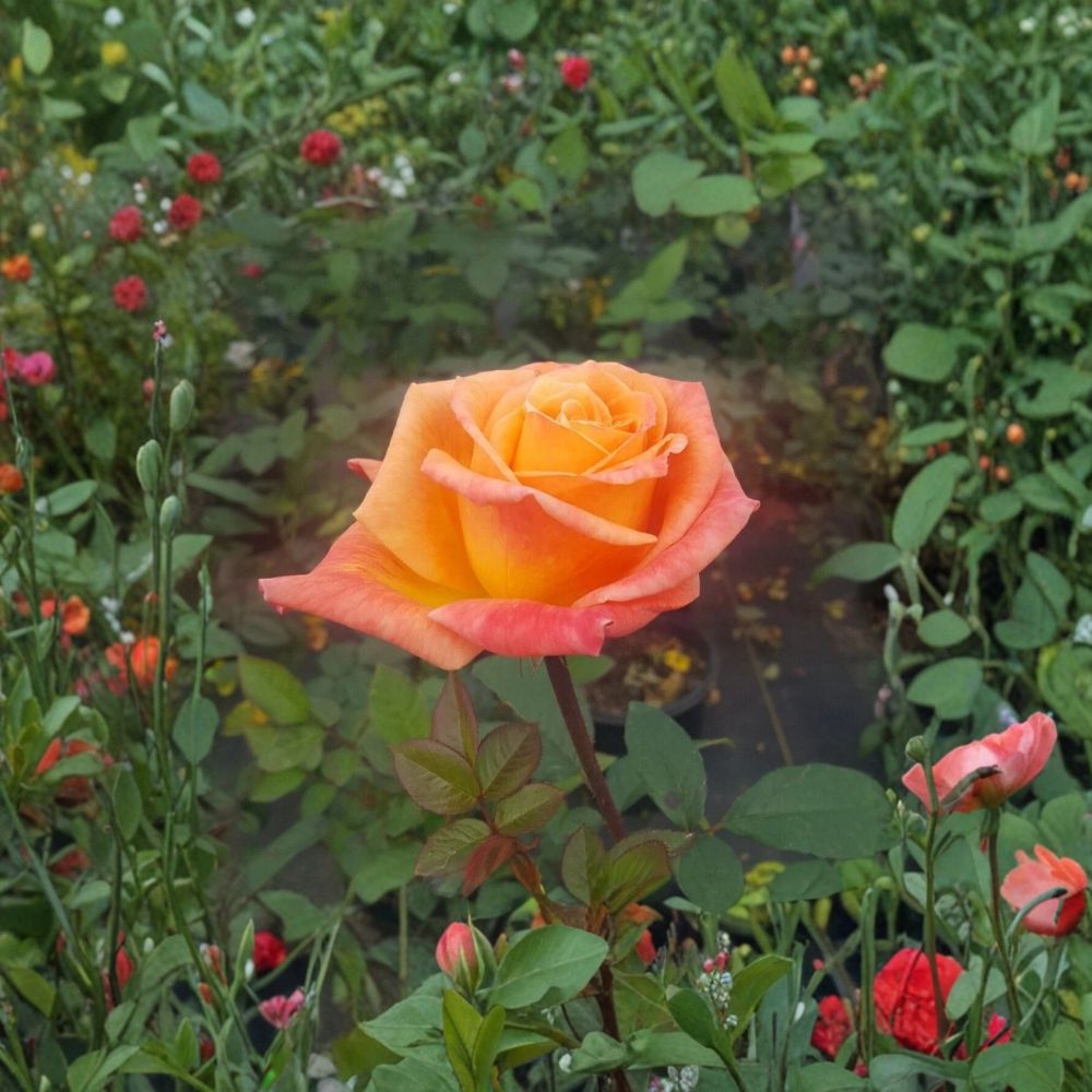 Arizona Rose – Rosa Grandiflora Live Plant | 2 Gallon Size | Includes Healthy Root System | Garden & Landscape Friendly | Orange Yellow Blooms