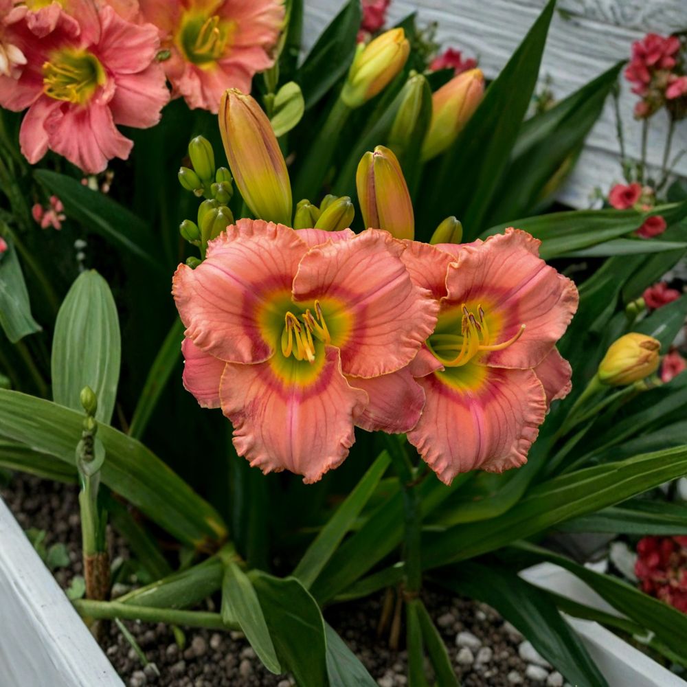 Hemerocallis 'Elegant Candy' Daylily – 3 Bare Root Plants | Grade #1 Roots | Fragrant Pink Blooms | Red Eye Daylily | Hardy Perennial Flower
