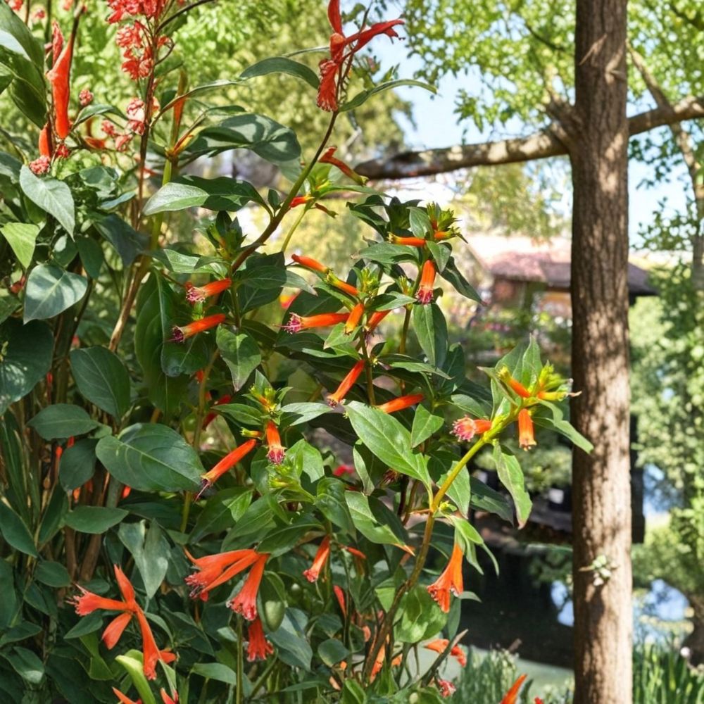 Cuphea Big Cigar – Cuphea ignea Live Plants | Set of 2 | 4–6 Inches Tall | Rooted With Soil | Red-Orange Tubular Flowers | No Pot
