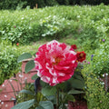 Scentimental Floribunda Rose – 2 Gallon Live Bush Plant | Large Double Blooms | Includes Root Ball Wrapping | Striped Fragrant Rose | Easy to Grow