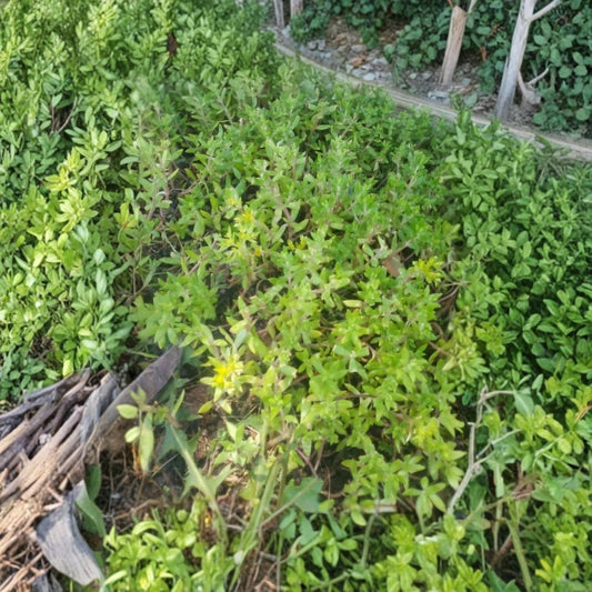 Vintage Gold Carpet Sedum Live Cuttings – Sedum ‘Vintage Gold’ | 18+ Fresh 4 Inch Stems | Cold Hardy Stonecrop Ground Cover | Drought Tolerant Succulent | Rock Garden Plant