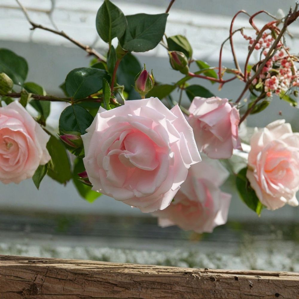 New Dawn Pink Climbing Rose Live Plant – Rosa ‘New Dawn’ | 1 Quart | Repeat Blooming Climbing Rose | Soft Pink Flowers | Fragrant Rose | Grow Bag