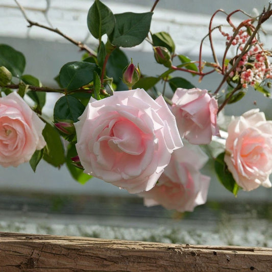 New Dawn Pink Climbing Rose Live Plant – Rosa ‘New Dawn’ | 1 Quart | Repeat Blooming Climbing Rose | Soft Pink Flowers | Fragrant Rose | Grow Bag