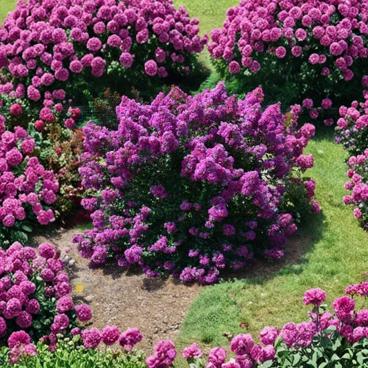First Editions® Purple Magic Dwarf Crape Myrtle – Lagerstroemia 'Purple Magic' Live Plant | Full Gallon Pot | Dark Purple Blooms | Compact Flowering Shrub | Full Sun Landscape Plant