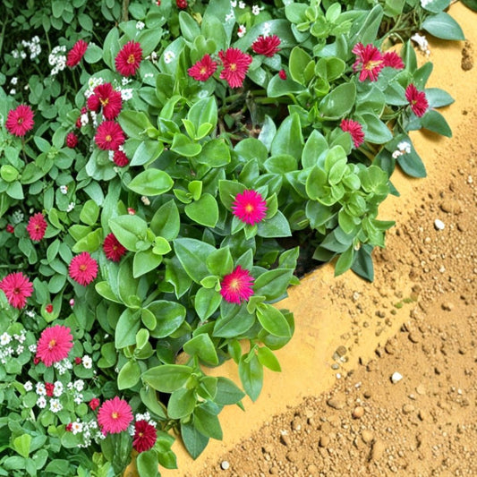 2 Live Red Apple Aptenia Plants – Aptenia cordifolia | 4–6 Inch Succulent Starters | Trailing Groundcover | Drought Tolerant Plant | No Pot