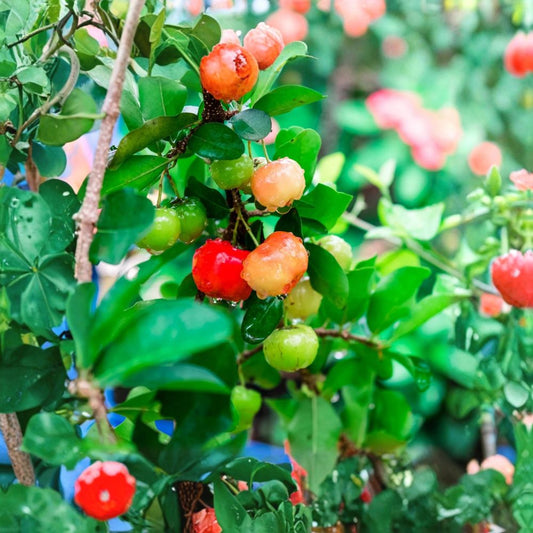 Barbados Cherry Tree Live Plant – 4–8" Acerola Cherry Starter | Malpighia emarginata | Tropical Fruit Tree | Ships Without Pot